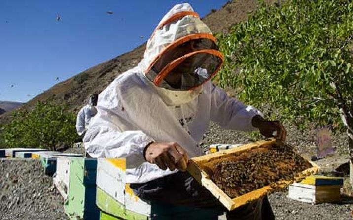 ۳۷۲ تن عسل در قم تولید شد
