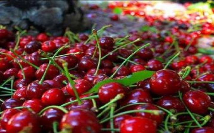 تولید روزانه ۴۰۰۰ تن گیلاس تکدانه توسط باغداران قمی تولید روزانه ۴۰۰۰ تن گیلاس تکدانه توسط باغداران قمی
