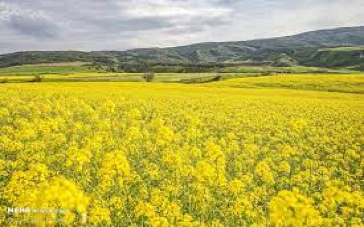 خرید تضمینی ۶۹۰ تُن دانه روغنی کلزا از کشاورزان قم خرید تضمینی ۶۹۰ تُن دانه روغنی کلزا از کشاورزان قم